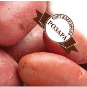 Массовая репродукция Семенной картофель «РОЗАРА»  ( 4 кг)