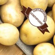 Семенной картофель класс Б  «КЕМЕРОВЧАНИН» (4 кг)