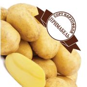 Элитный семенной картофель ПРИМАБЕЛЬ  (4 кг)