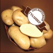 Элитный семенной картофель класс ЭЛИТА ГУЛЛИВЕР (4 кг)