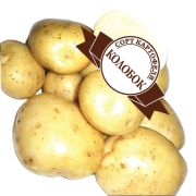 Массовая репродукция Семенной картофель «КОЛОБОК» (4 кг)